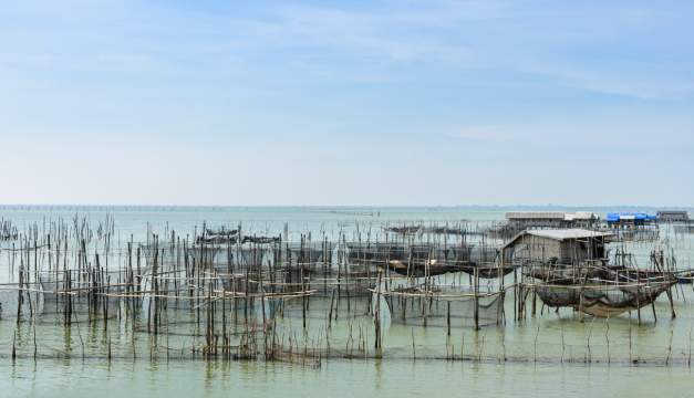 aquaculture investors